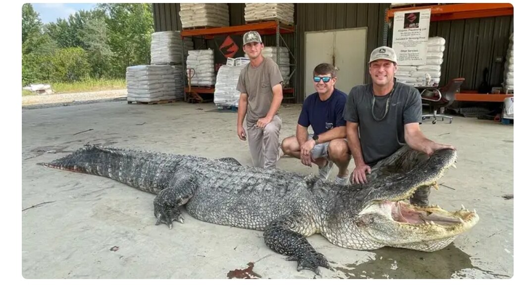 Сезон охоты на аллигаторов в Миссисипи открылся 25 августа и завершится 4 сентября. По оценкам департамента, в штате насчитывается 32 000-38 000 аллигаторов.