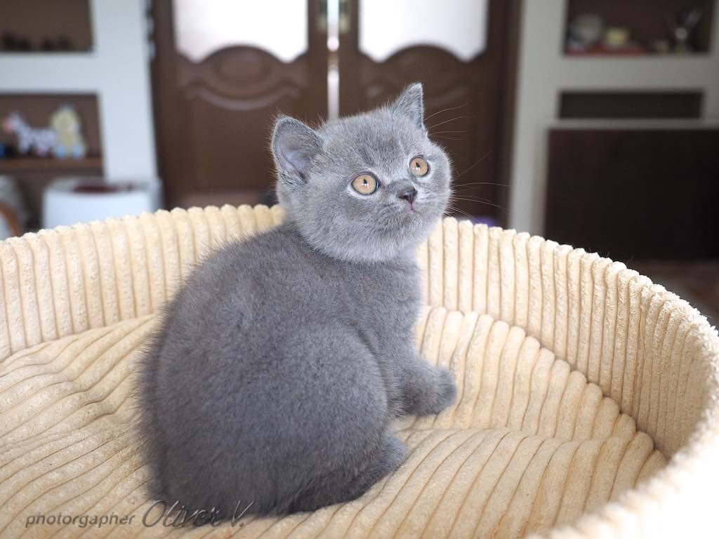 Голубой британский котенок Jasper High Class