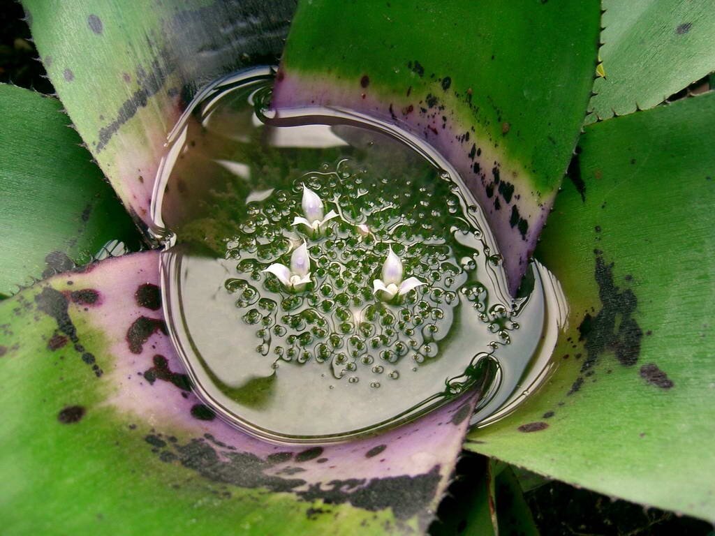 Фитотелма бромелиевых