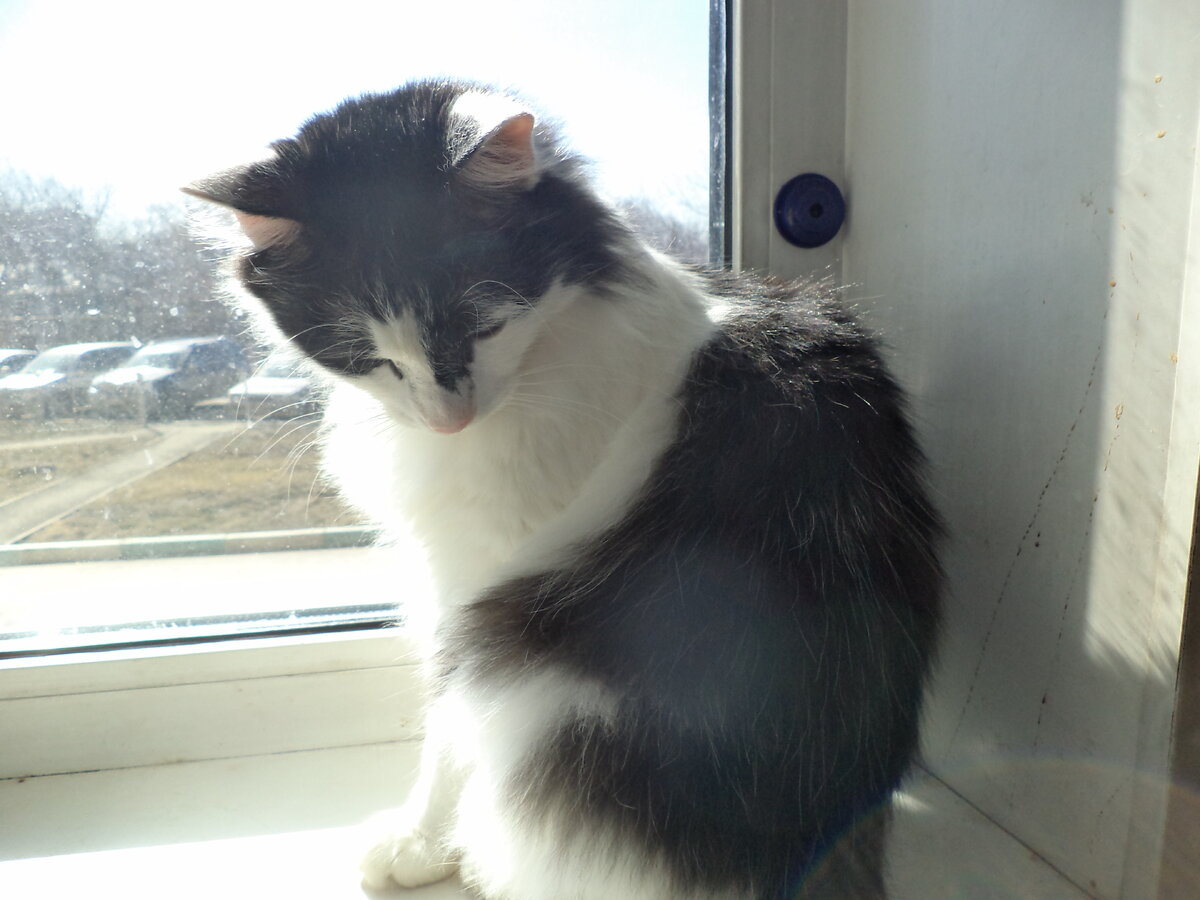 Сижу на окошке и думку гадаю: "Чего ж я не ангел?  Чего ж не летаю?"