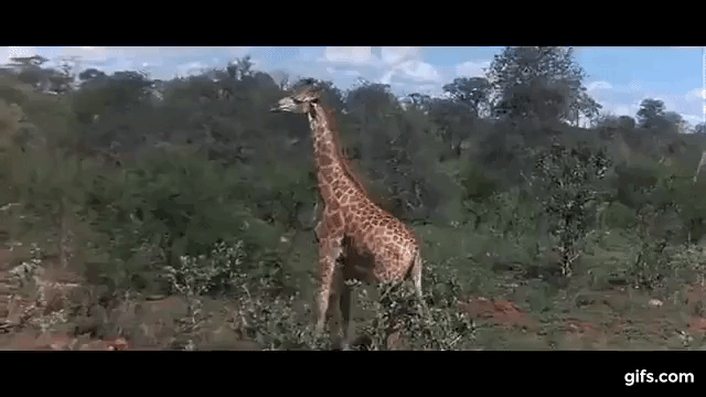 Как же ему бедному с такой высоты вертолеты ловить тяжело)))