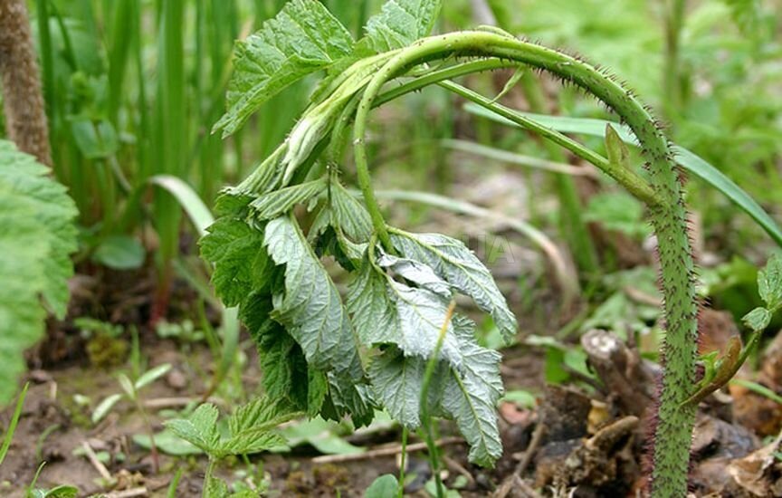 фото с сайта ogorod.ua
