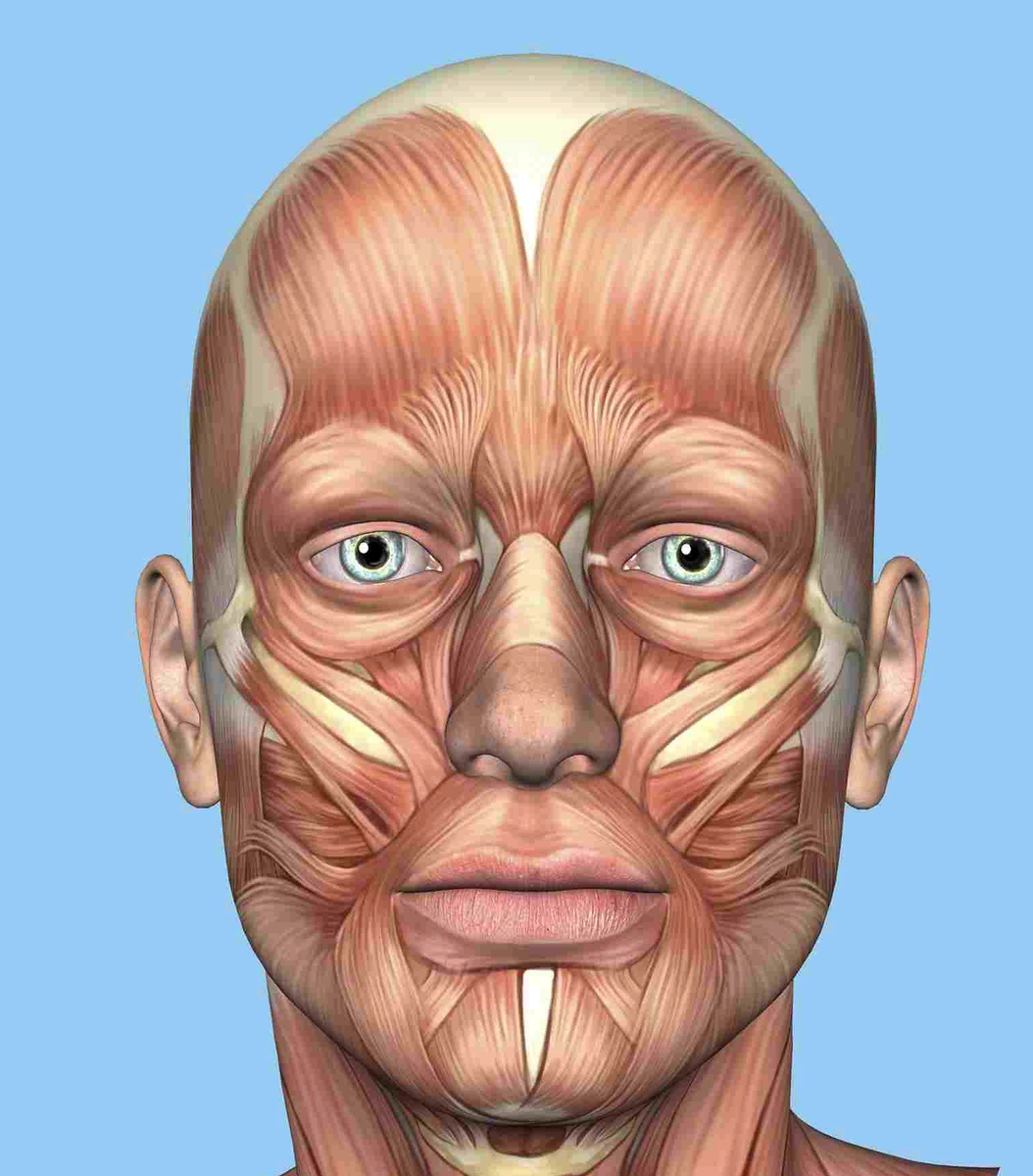 Мускулатура лица человека в картинках