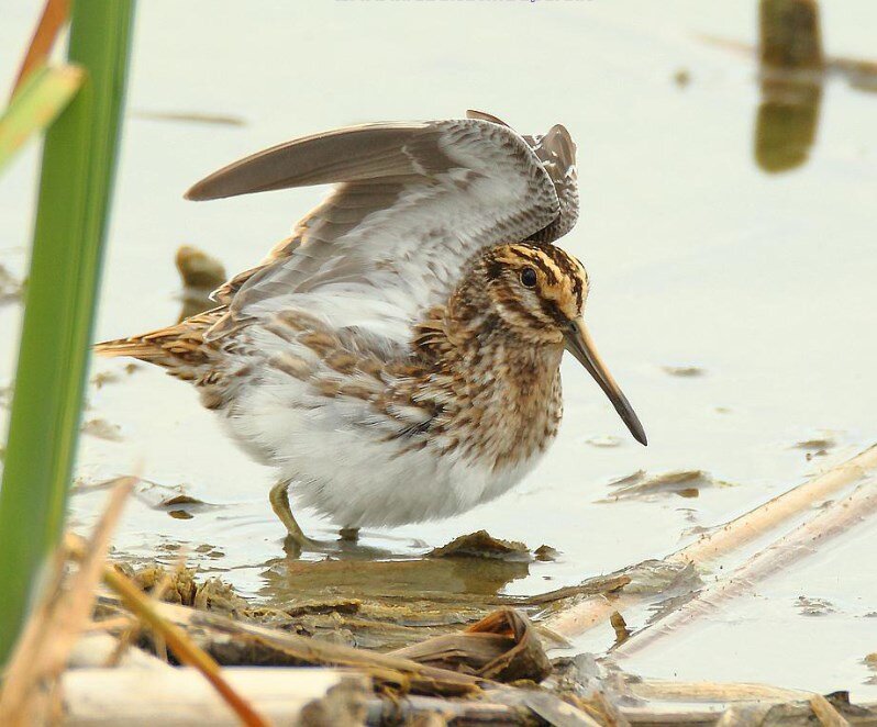 Эта птичка не превышает размерами воробья, поэтому сложно говорить о ней, как об объекте для гастрономических изысков. 