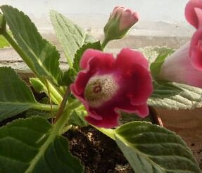  Уход в домашних условиях за цветком глоксиния. 