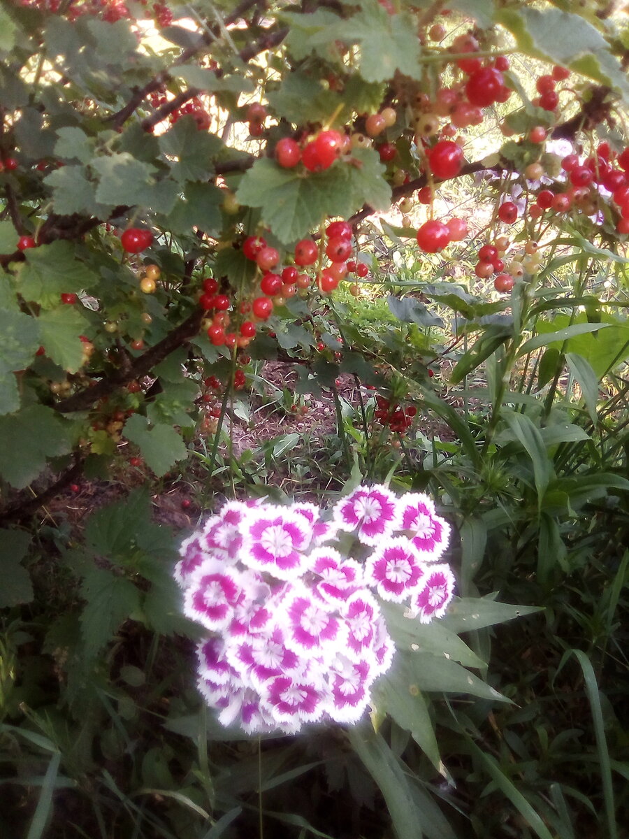 Дачная красота