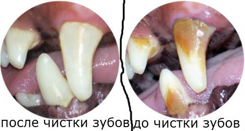 Чистка зубов у собак в домашних условиях
