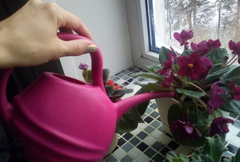 Поливаем фиалку