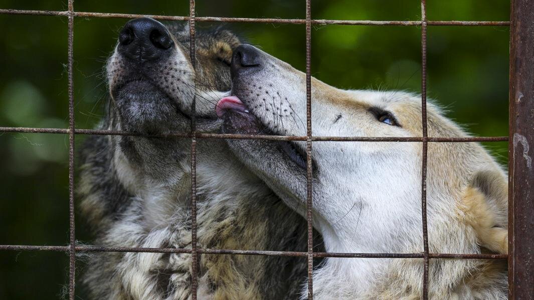 Фото: ИЗВЕСТИЯ/Дмитрий Коротаев