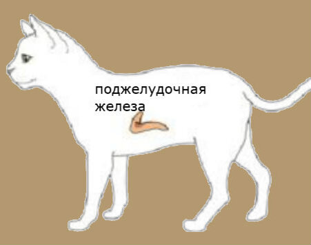 Панкреатит у кошек