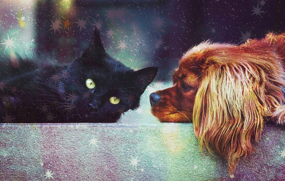 Фото: pixabay.com