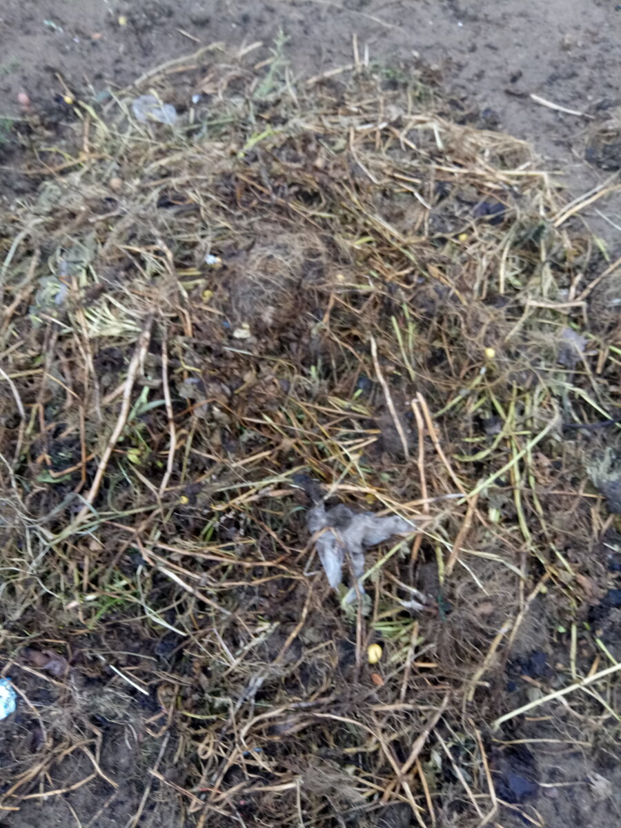 Ботва от картофеля