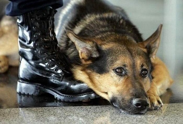 Фото Яндекс. Картинки