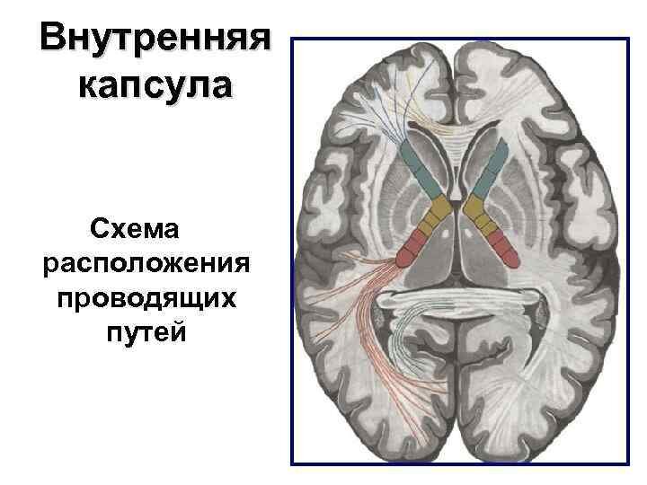 Внутренняя капсула