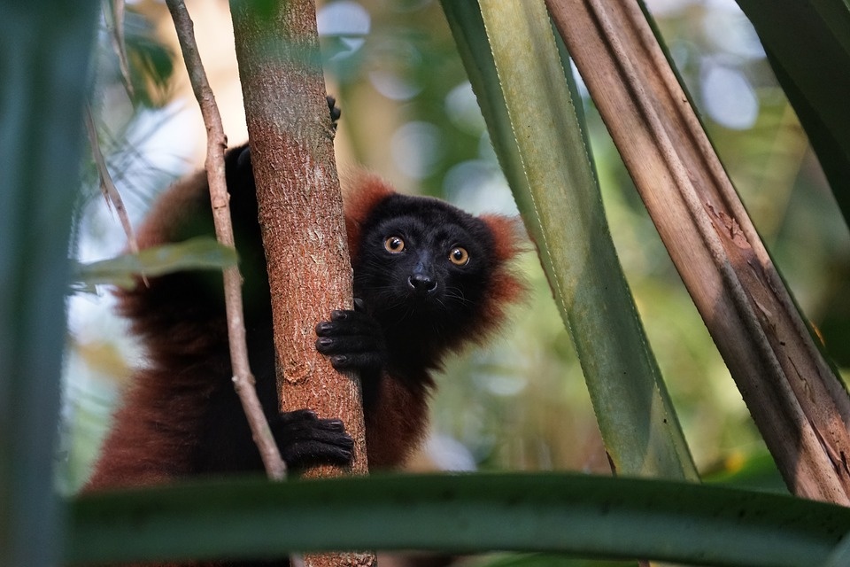https://cdn.pixabay.com/photo/2018/07/07/12/30/lemur-3522011_960_720.jpg