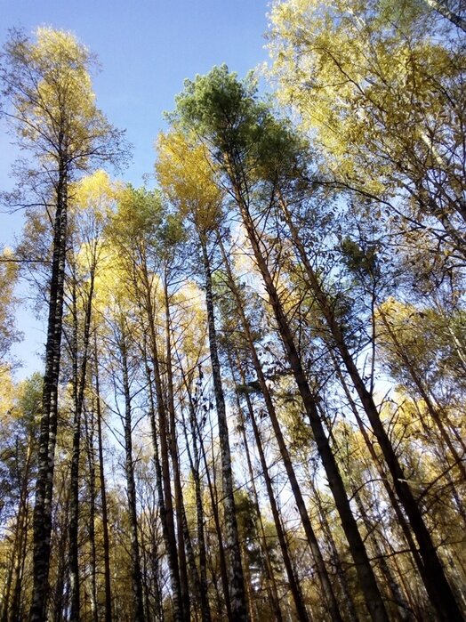 Октябрьский лес