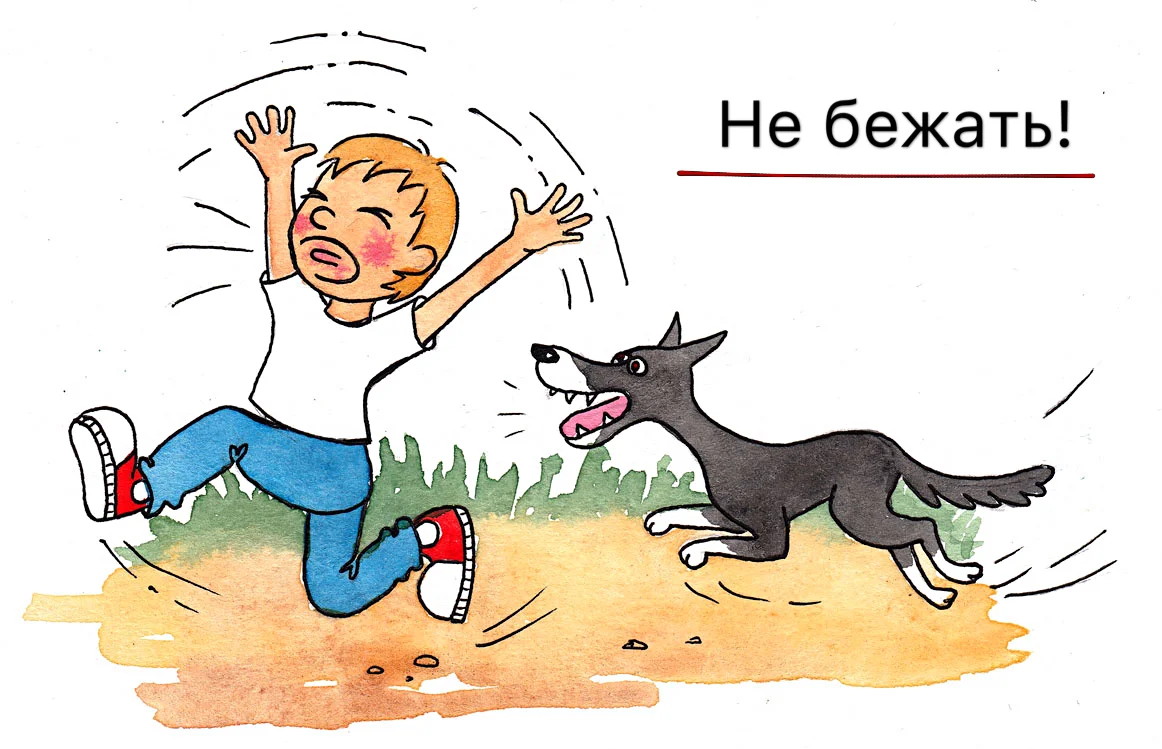 Не останавливайся собака. Поведения с бродячими собаками для детей. Правила поведения с бездомными собаками. Правила поведения с животными. Правило поведения с собакой