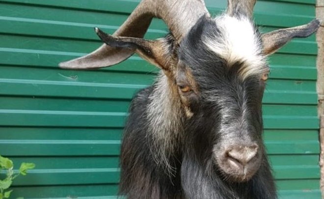 Приморский сафари-парк