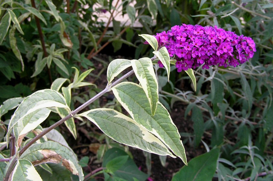 Буддлея Давида Buddleja davidii