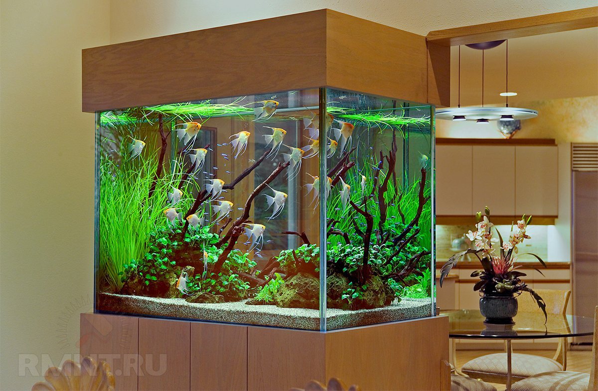 (+138 фото) Оформление аквариума в современном интерьере