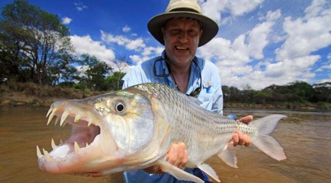 
Как можно понять из названия, рыба-тигр является одной из самых опасных рыб с зубами, острыми, как бритва, и качествами настоящего бойца и охотника. Этот вид водится в реке Конго и реке Танганьика, которые расположены в Африке. Рыбы-тигры нападают стаями на более больших животных. Две наиболее широко известны рыбы-тигры – это рыба-голиаф и рыба тигр, обе самые большие в своей среде обитания.