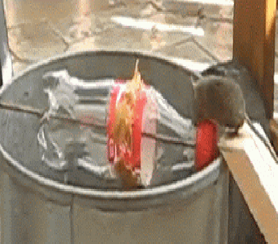 Смысл ловушки, думаю, понятен. На дно ведра наливается вода. В противном случае, мышь запросто может выпрыгнуть оттуда. Гифка из интернета