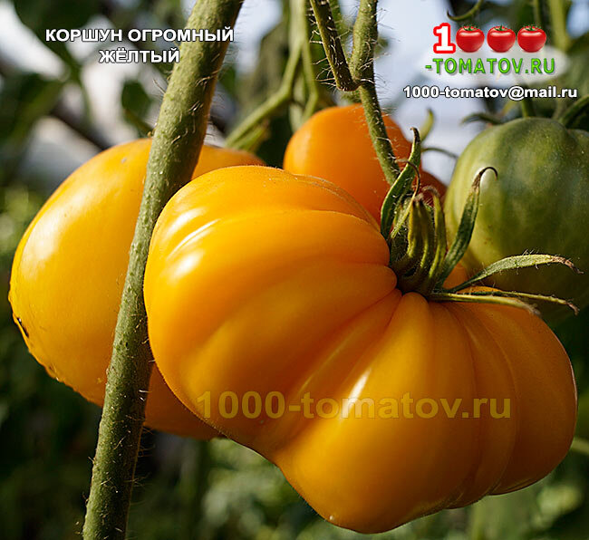 Томат КОРШУН ОГРОМНЫЙ ЖЁЛТЫЙ фото 1