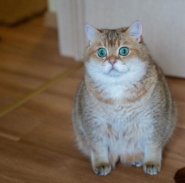 Источник: www.instagram.com/hosico_cat