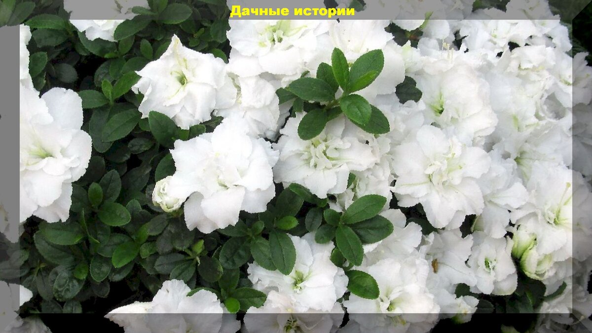 https://vk.com/photo-159774511_457242805. Белоснежные махровые цветки сорта "Aline" полностью раскрылись и возвышаются над терракотовым горшком, словно взбитые сливки.