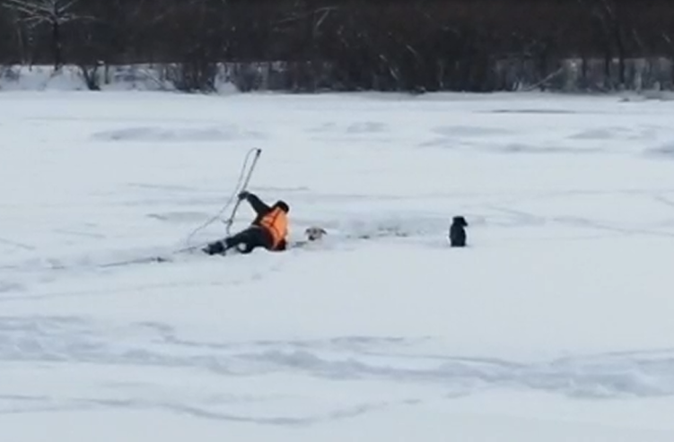 Провалившуюся под лед собаку вытащили из реки спасатели ЕАО