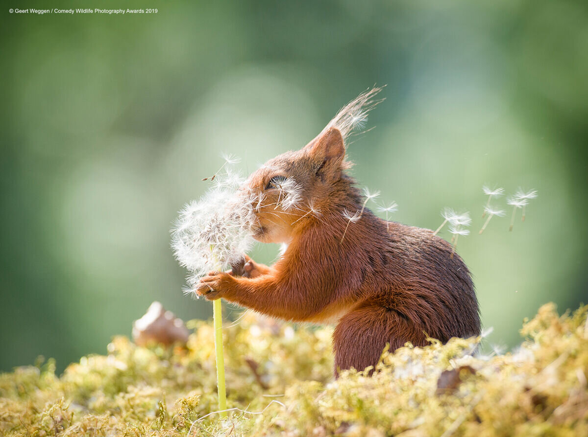 Geert Weggen