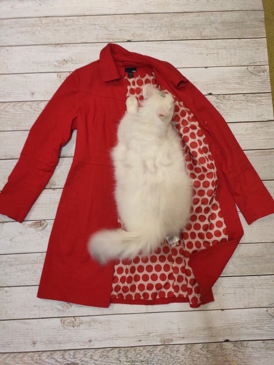 Положила плащ для того чтобы сфотографировать, ушла в другую комнату за фотоаппаратом. Возвращаюсь, а тут котик прилег. Шерсти нацеплял на ткань 