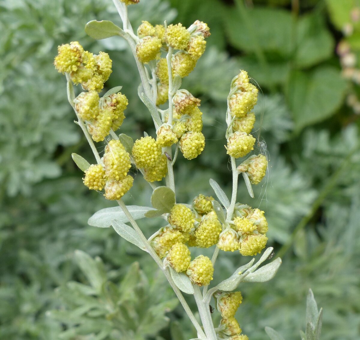 Неяркие желто-зеленые цветки полыни горькой иногда заготавливают отдельно от листьев, например, для фито-подушечек.