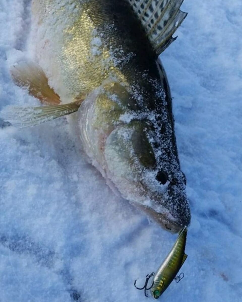 Вибы для судака зимней рыбалки. Ратлины для зимней рыбалки на судака. Раттлин виб для зимней рыбалки на судака. Судак на вибы зимой. Судак на вибы зимой.