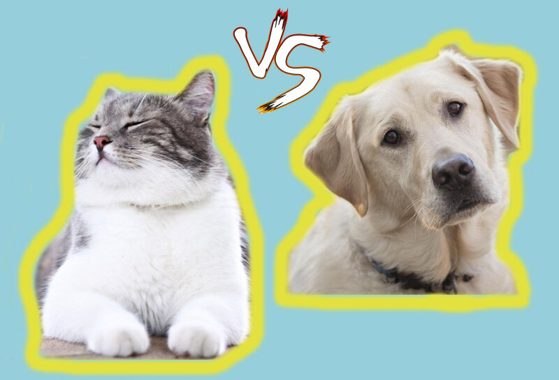 Как думаете кто побеждает?