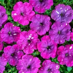 Петуния многоцветковая Дот Стар Dark Violet, ссылка на изображение https://tomatipomidori.ru/images/detailed/5/petuniya-dot-star-dark-vaylet.jpg