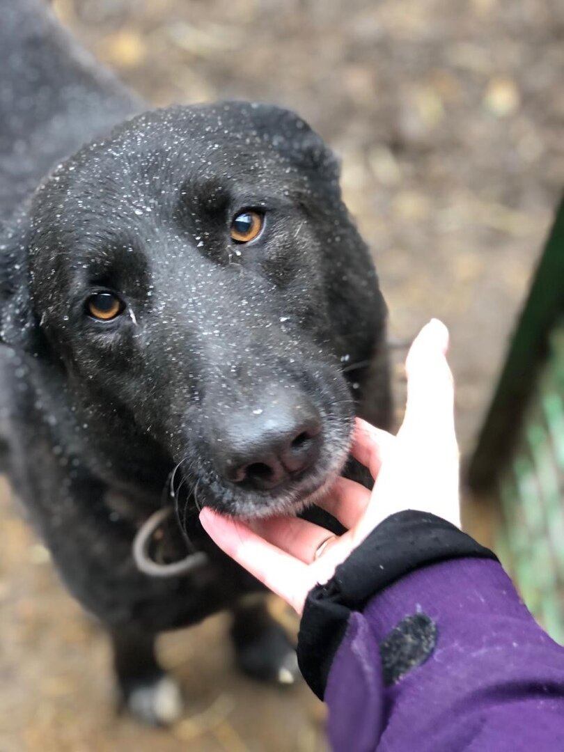 Приют солнцево