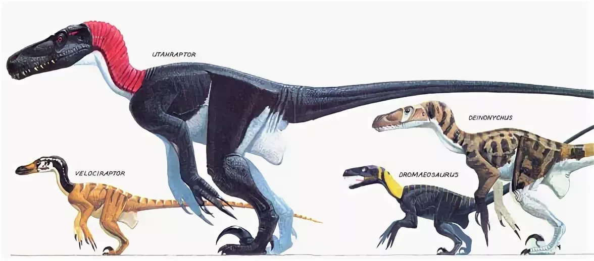 Ютараптор по сравнению с остальными динозаврами своего отряда. 