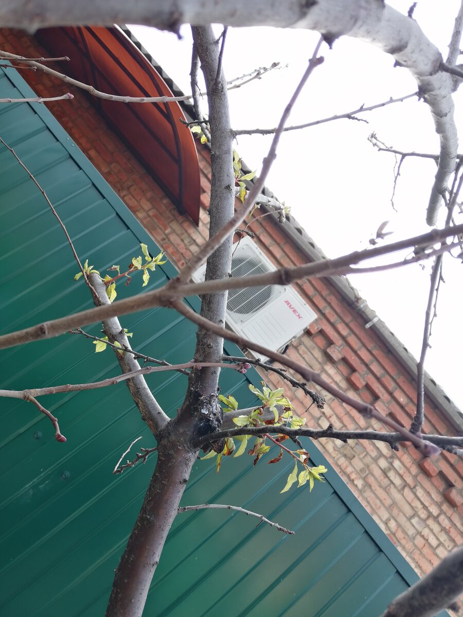 Листья на деревьях 23 Декабря. 