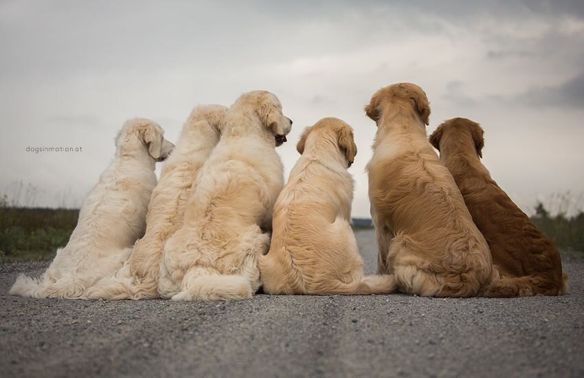 На фото вся палитра цвета шерсти золотистого ретривера.