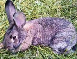 Белые пятна в печени кроликов