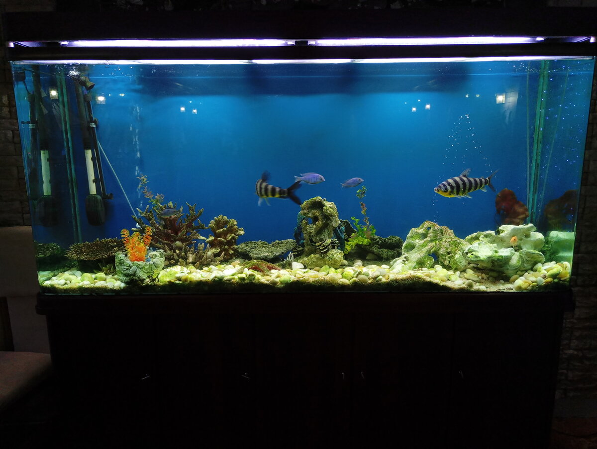 Роскошный аквариум в нашем санатории