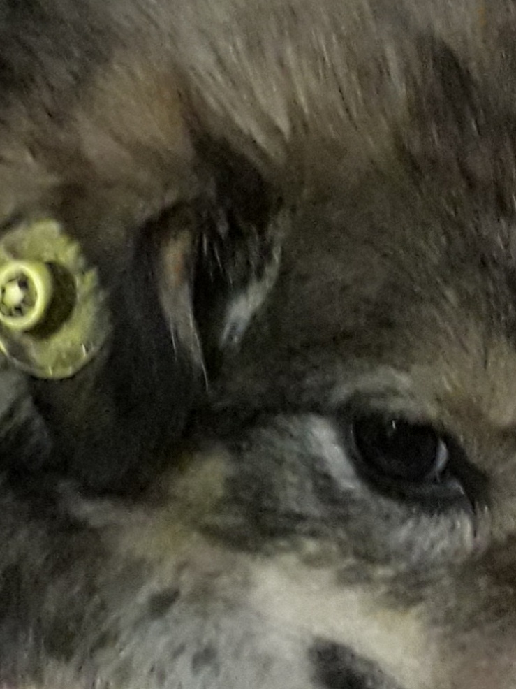 Фото   из  личного   архива.  Реальная   авторская  история