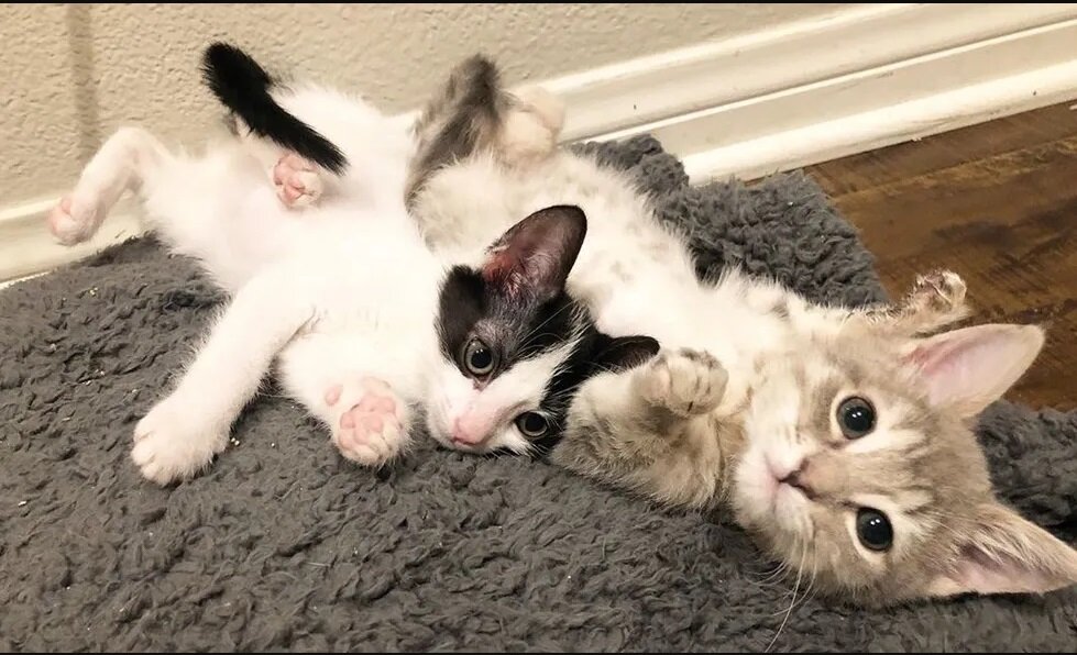 Фото: Heather Thomas