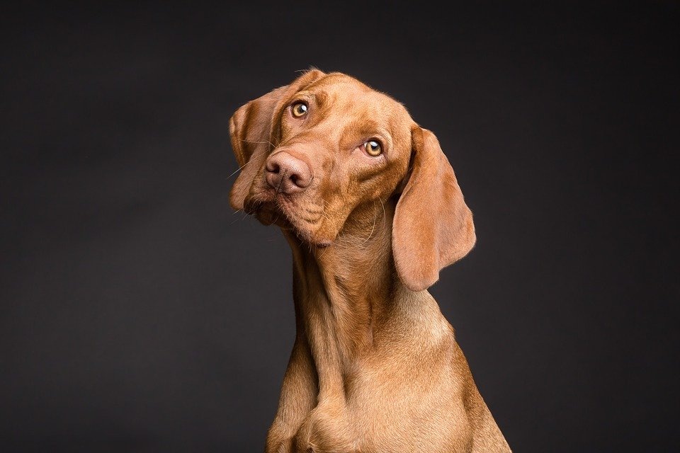  https://cdn.pixabay.com/photo/2018/03/31/06/31/dog-3277416_960_720.jpg 