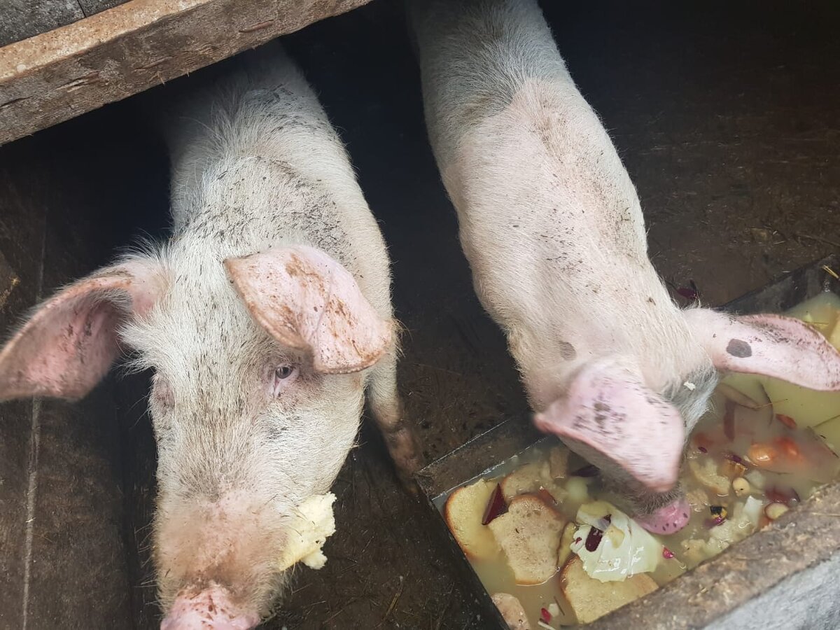 Наши подрощенные поросята