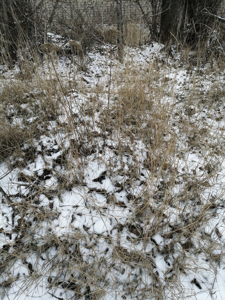 Трава зимой