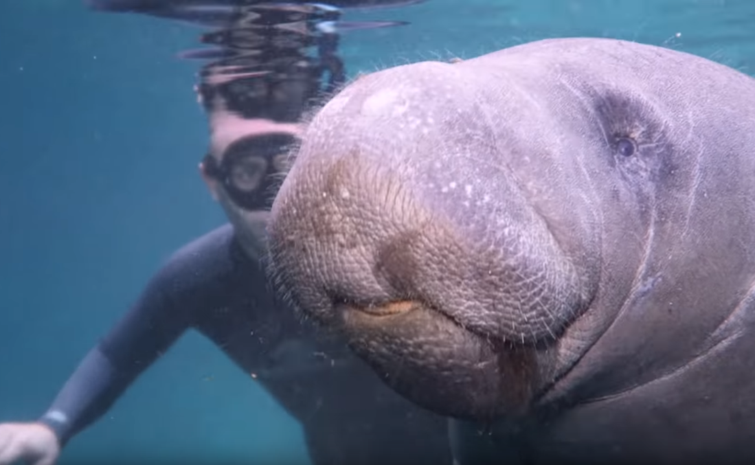 Ламантин или морская корова