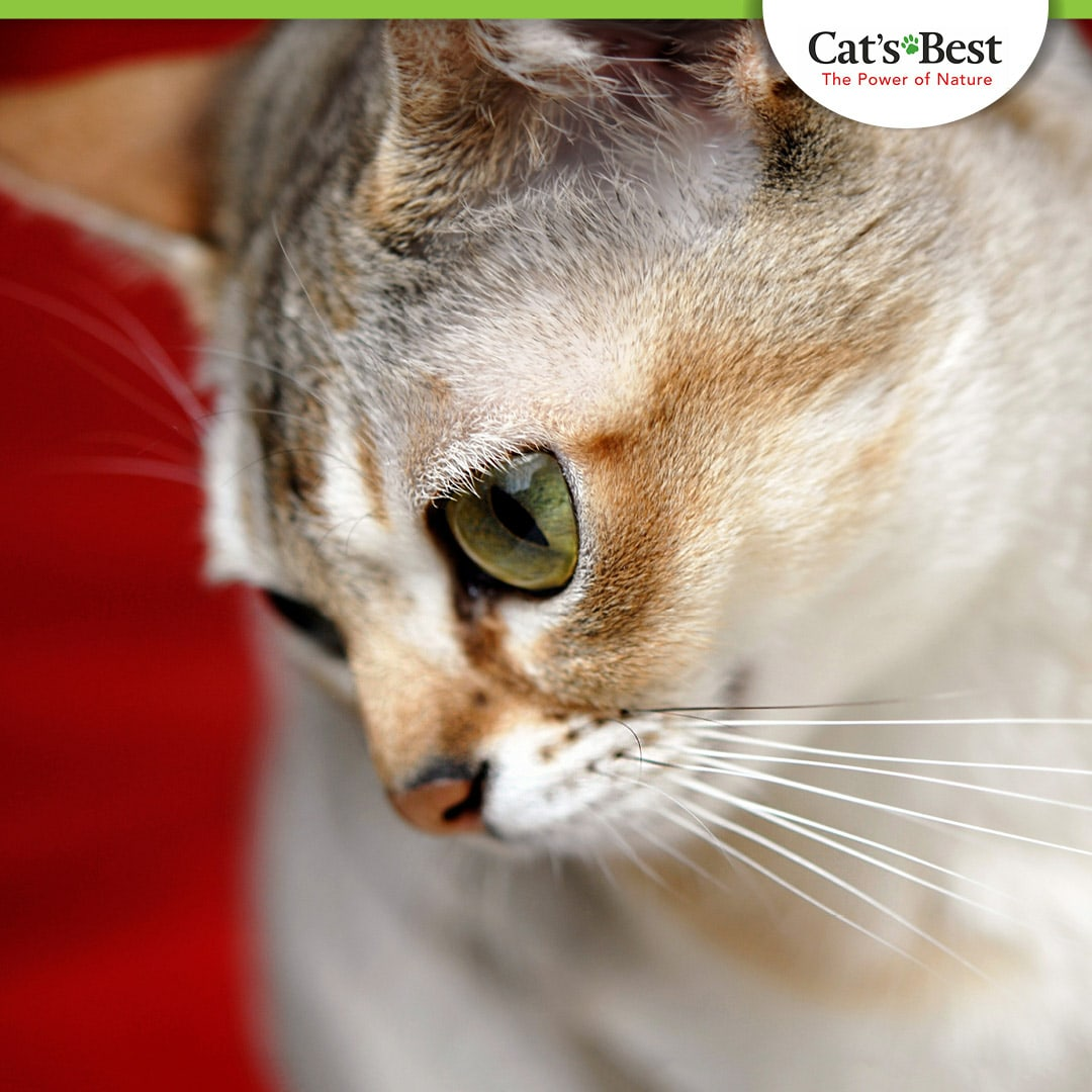 Сингапурская кошка