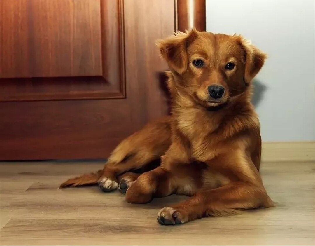 иллюстрации а. • 3. каштанка рисунок. колли ретривер. русская каштанка порода.